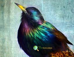 European Starling