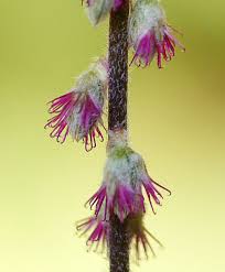 Image result for Cyathula