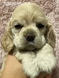 Image result for americký kokršpaněl