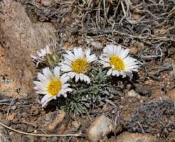 Check spelling or type a new query. White Wildflowers Colorado S Wildflowers