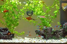 For softer cleaning than bleach solution, you can use vinegar to clean your decorations. How To Safely Clean Your Tank And Aquarium Decorations Petguide