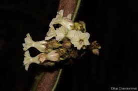 Image result for Lepistemon