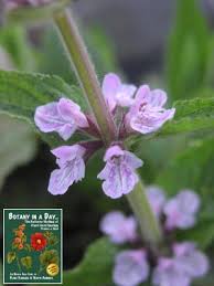 Find this and more at flowerglossary.com. Lamiaceae Mint Family Labiatae Identify Plants And Flowers