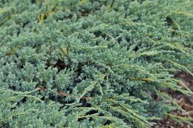 Side from of juniper bush with stone fence on autumn geen grass and yellow leaves background, close up horizontal stock photo image. Creeping Juniper Juniperus Horizontalis Care And Growing Guide