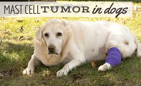 Image result for mastocytoma in dogs
