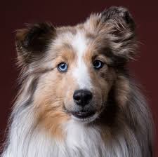 If your dog's eyes start to develop a blue haziness, it can be a sign of cataracts or corneal dystrophy and you need to see your vet. 9 Dogs With Blue Eyes Australian Shepherd Siberian Husky And More