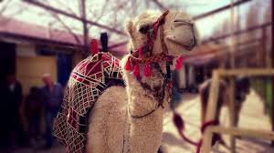 I use an inverted gmail app. Camel Wallpapers For Android Apk Download