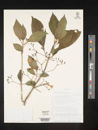 Image result for Justicia anselliana