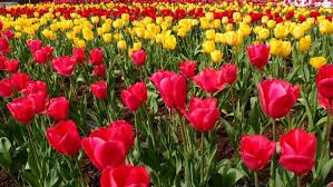 اجمل خلفيات لابتوب كيوت Laptop Wallpapers Hd For Windows 10 Tecnologis Flowers All Flowers Organic Horticulture