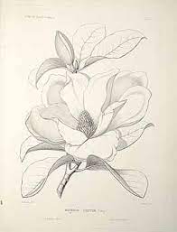 Foetidus A Um Magnolia Tattoo Flower Drawing Vintage Tattoo