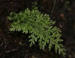 Image result for Trichomanes crispiforme