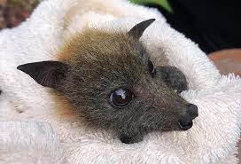 The fruit bat falls into the category of the megabat and sometimes they are called the flying fox in some locations. Bats Starving To Death In Australia Drought