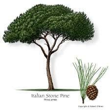 Resultat De Recherche D Images Pour Pin Parasol Dessin Dessin Arbre Planter Des Arbres Tatoo Arbre