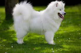 Samoyed