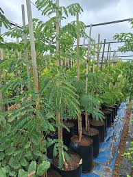 Image result for Albizia tanganyicensis
