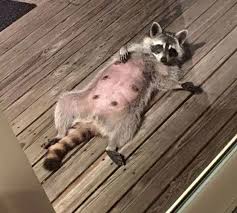 When the lights do not deter them for about a week, you could use some additional lights to face your front porch. 20 Pictures That Prove Raccoons Are Best At Being Themselves
