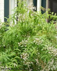 Image result for Aloysia citrodora
