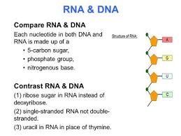 13 2 Ribosomes And Protein Synthesis Ppt Video Online Download