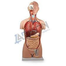 Please head over to the anatomy models category and select human torso in the overview to see all the torso models available to you. Human Anatomical Model And Nursing Manikins Labson Heart Model Manufacturer From Ambala Cantt