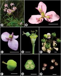 Image result for Euphorbia depauperata