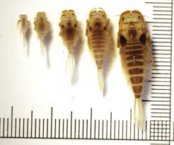 Image result for Behniaceae