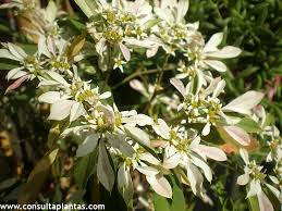 Image result for Euphorbia kilwana