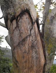 Image result for Millettia stuhlmannii