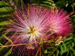Image result for Albizia forbesii