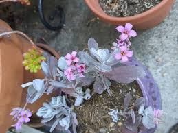 Image result for Kalanchoe pumila