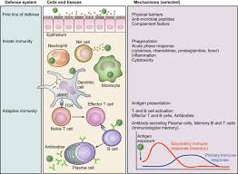 The Sleep Immune Crosstalk In Health And Disease Abstract Europe Pmc