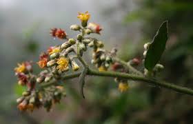 Image result for Blumea adamsii