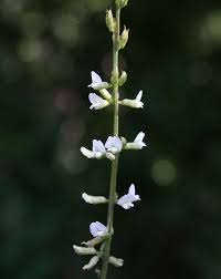 Image result for Neonotonia wightii