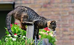 Repousser le chat des voisins. Repulsif Pour Chat Quels Sont Les Moyens Naturels D Eloigner Les Chats