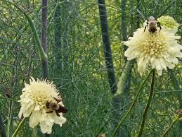 Image result for Cephalaria pungens