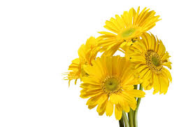 Foto bunga matahari background langit senja gambar bunga bunga matahari bunga langit. Wallpaper Latar Belakang Putih Kuning Menanam Bunga Matahari Daun Bunga Tanaman Tanah Tanaman Berbunga Budidaya Bunga Keluarga Daisy Buket Bunga Chrysanths Gerbera Bunga Potong 3100x2010 Wallup 699757 Hd Wallpapers Wallhere