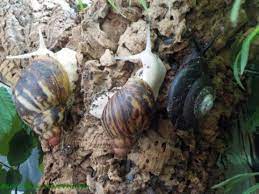 Караколус полосатый, караколус маргинеллус младший синоним: Schnecken Forum Thema Anzeigen Schnorkelchens Schnecks