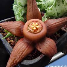 Image result for Duvalia