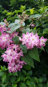 Image result for Deutzia hybrida Pink Pompon