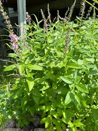 Image result for Geigeria africana