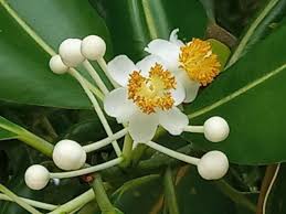 Image result for Calophyllum inophyllum
