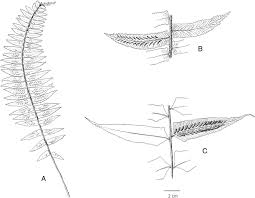 Image result for Balthasaria schliebenii
