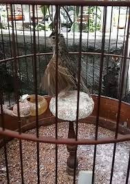 Yang ingin tau spesies burung branjangan. Cara Ternak Burung Branjangan Parva Dan Javanica Sukses
