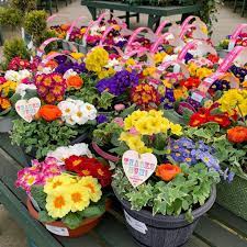 Ben Reid Garden Centre Nursery On Instagram Mother S Day Is Not Cancelled And We Have Lots Of Lovely Colourfu Colorful Planters Garden Center Colorful Plants