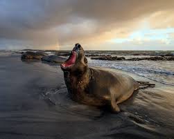 Gobbling The Rainbow A Feisty Elephant Seal In The Falkland Islands I Was Fascinated By These Giant Pu Photography Guide Outdoor Photography Elephant Seal