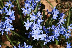 Image result for Scilla benguellensis