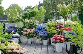 Mit einem kleinen trick verfärben sie sich kaum und die blütenblätter bleiben geschmeidig. Bauern Hortensie Garten Hortensie Pflanzen Pflegen Und Schneiden Mein Schoner Garten