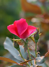 Azalea flowers come in a vibrant pink shade that symbolizes femininity. Shrub Rose Better Homes Gardens