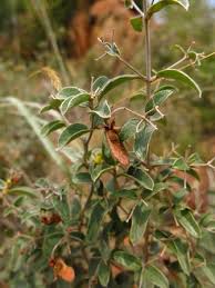 Image result for Sphedamnocarpus pruriens