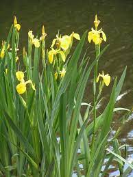 Did you scroll all this way to get facts about water iris? How To Plant Water Iris Plants In A Backyard Pond