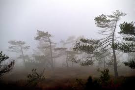 Frosty forest, Bavaria, Germany [4000x6000][OC] : rEarthPorn